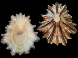 Scutellastra longicosta