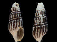 Variation115233