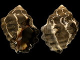 Variation215530
