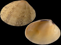 Tapes variegatus