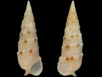 15625