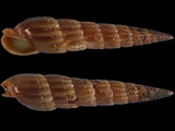 Punctoterebra nitida