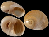 Variation315890