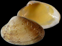 15908