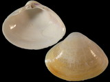 Variation215943