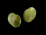 Variation315971