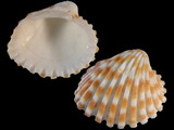 Variation416089