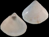 Tivela damaoides