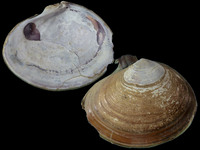 16162