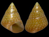 Cantharidus jessoensis