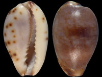 Cypraea gracilis