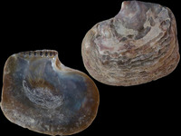 Variation216246