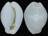 Calpurnus verrucosus