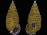 Clypeomorus purpurastoma