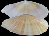 Tellinella philippii