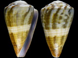 Conus namocanus