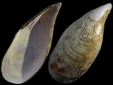 Variation216707