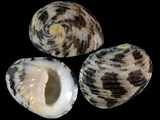 Variation416735