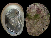 Variation216746