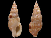 Colubraria obscura