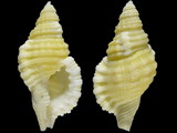 Variation416830