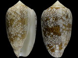 Conus textile archiepiscopus