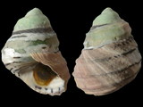 Variation316884