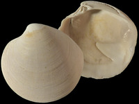 16949
