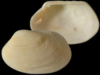 Venerupis anomala