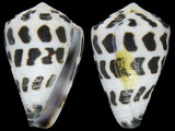 Conus ebraeus