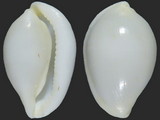 Calpurnus lacteus