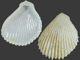 Variation217335