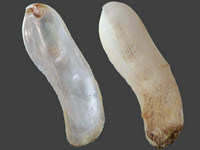 Vulsella vulsella