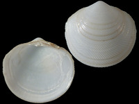 Divalucina cumingi