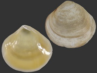 Variation217509