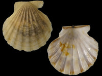 Flexopecten glaber