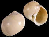 Variation317754