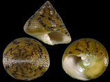 Variation217760