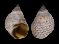Variation117763