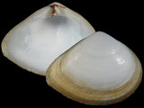 Variation41785