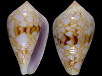 Conus retifer