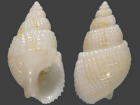 Nassarius splendidulus