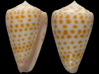 Conus tessulatus