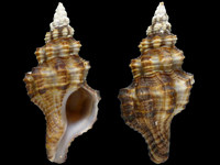 Fusinus syracusanus
