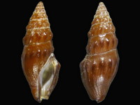 Variation118312