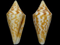 Conus scalaris