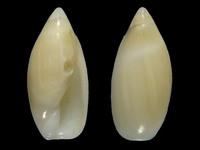 Variation318378