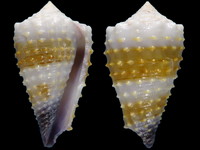 Conus muriculatus