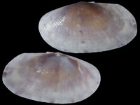 Gari occidens
