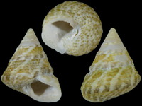 Calthalotia arruensis